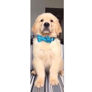 Meet your Posher, Fatma